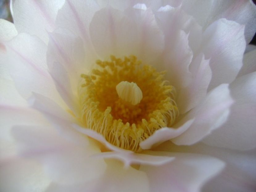 Gymnocalycium monvillei - Cactusi 2018 Gymnocalycium