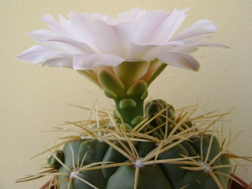 Gymnocalycium monvillei - Cactusi 2018 Gymnocalycium