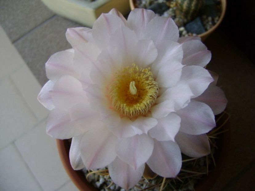 Gymnocalycium monvillei - Cactusi 2018 Gymnocalycium