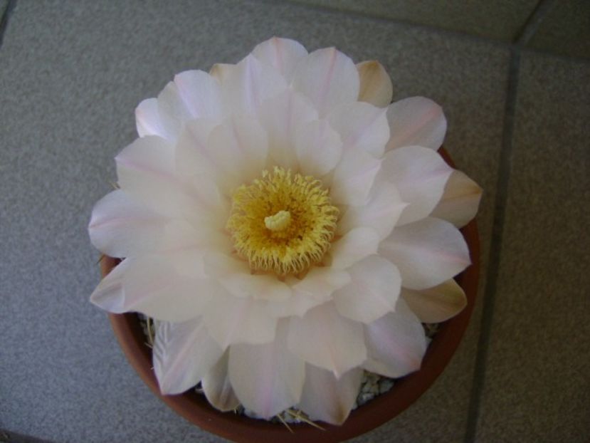 Gymnocalycium monvillei - Cactusi 2018 Gymnocalycium