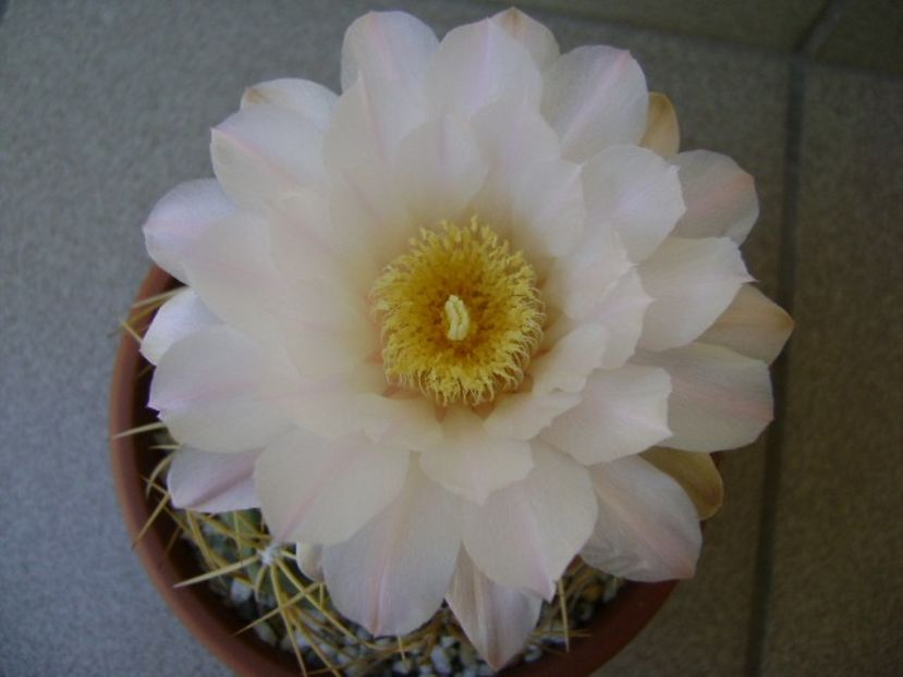 Gymnocalycium monvillei - Cactusi 2018 Gymnocalycium