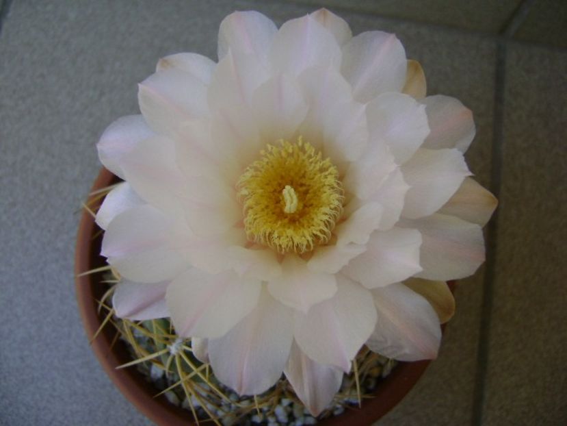 Gymnocalycium monvillei - Cactusi 2018 Gymnocalycium