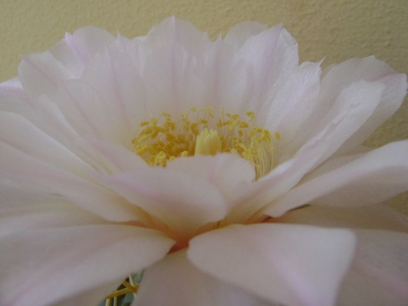 Gymnocalycium monvillei - Cactusi 2018 Gymnocalycium