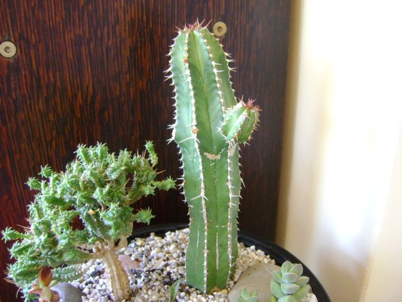 Euphorbia officinarum ssp. echinus - Suculente 2018