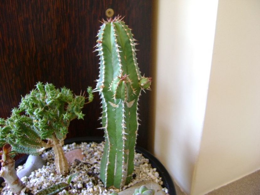 Euphorbia officinarum ssp. echinus - Suculente 2018