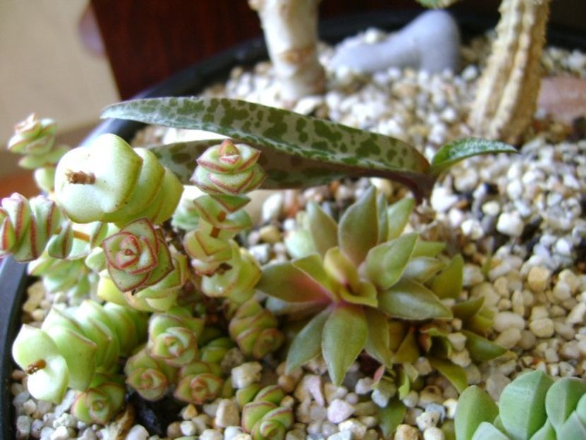 Crassula orbicularis - Suculente 2018