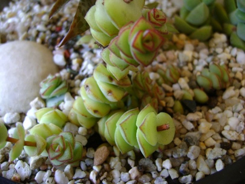 Crassula marnieriana - Suculente 2018