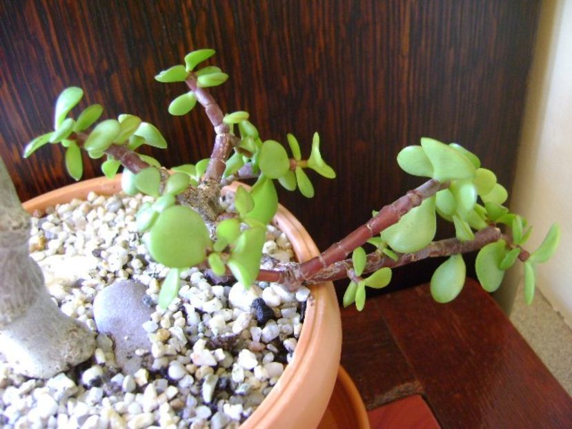 Portulacaria afra - Suculente 2018