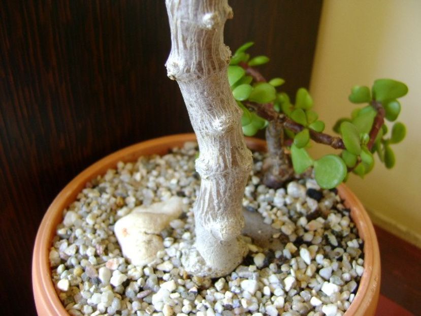 Kalanchoe hb. Elk antlers, detaliu - Suculente 2018