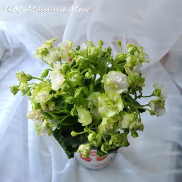 km mamma mia - provizoriu