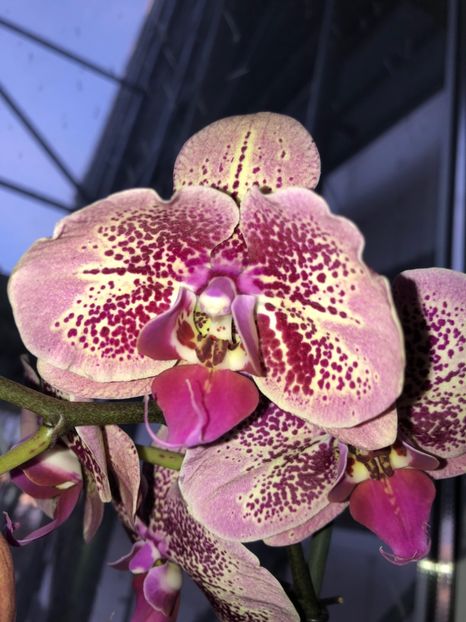 51F6D051-B778-4B38-8FFA-1F42AE12C2AE - Flori 2018