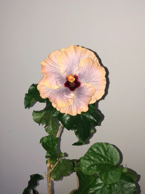 E0D28F19-794E-43B2-A773-641E3BB1243C - Flori 2018