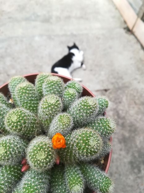 Rebutia - Cactus 2018