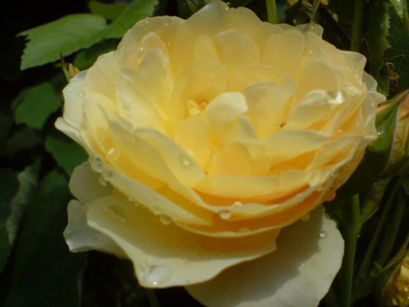  - galben pur si simplu