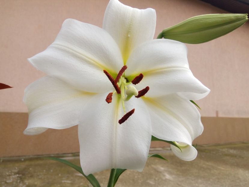 Gizmo - A CRINI 2018