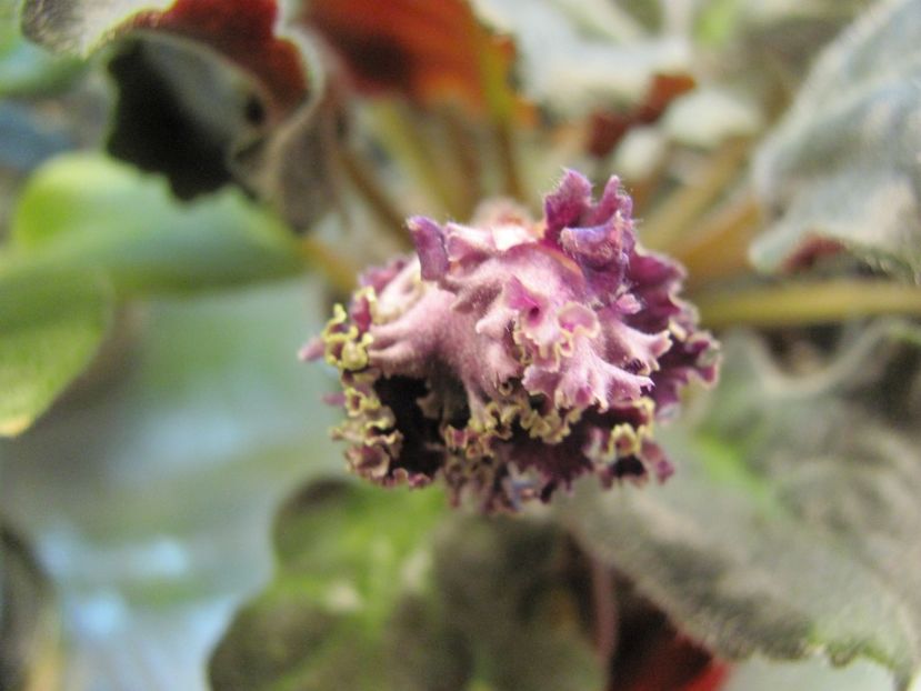  - ZzZPurple Passion sport