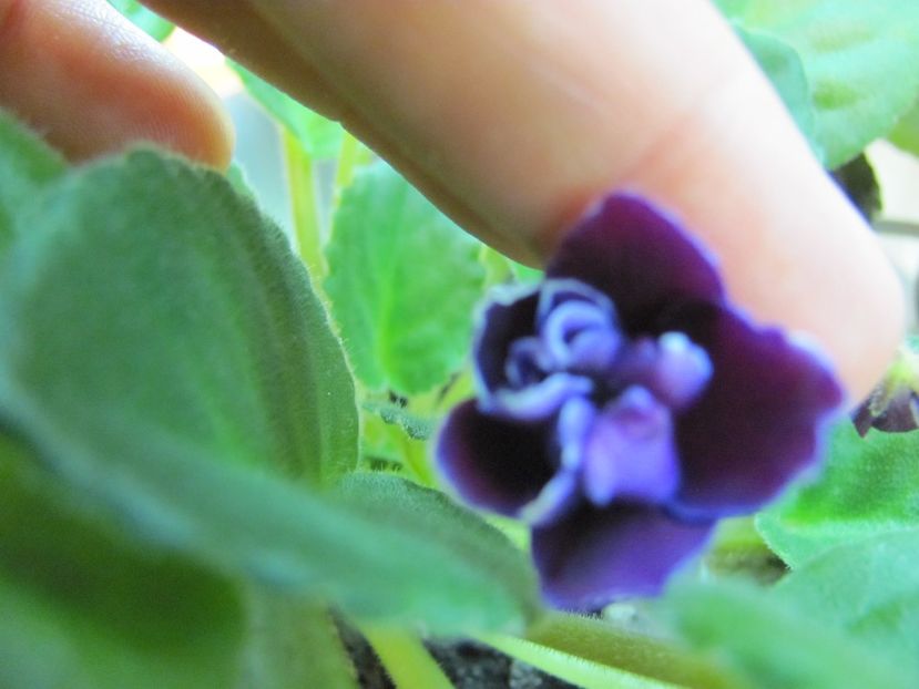  - ZZZMac-s Glacial Grape