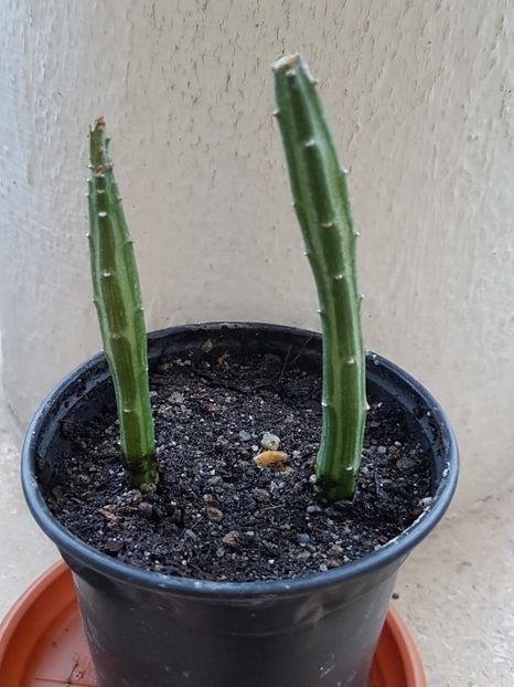 Senecio stapeliformis1 - Senecio