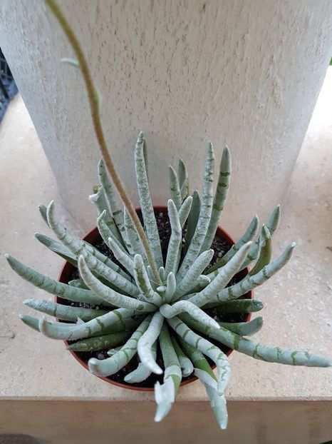 Senecio scaposus - Senecio