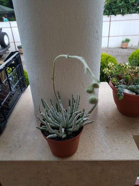 Senecio scaposus pe cale de a inflori - Senecio