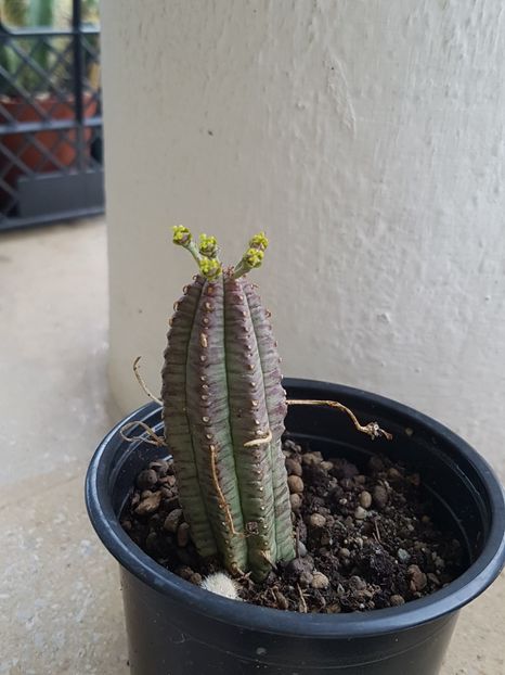 Euphorbia (meloformis?) - Cactusi si plante suculente 2017-2018-2019