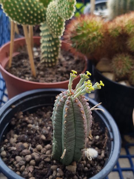  - Cactusi si plante suculente 2017-2018-2019