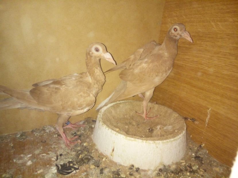  - 9 PIU DE Carieri 2018