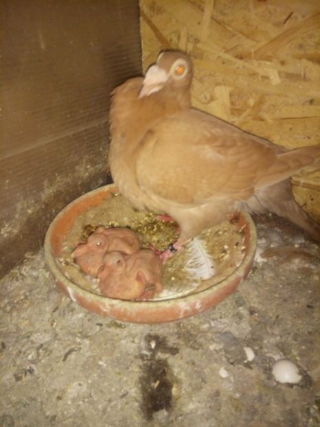  - 9 PIU DE Carieri 2018