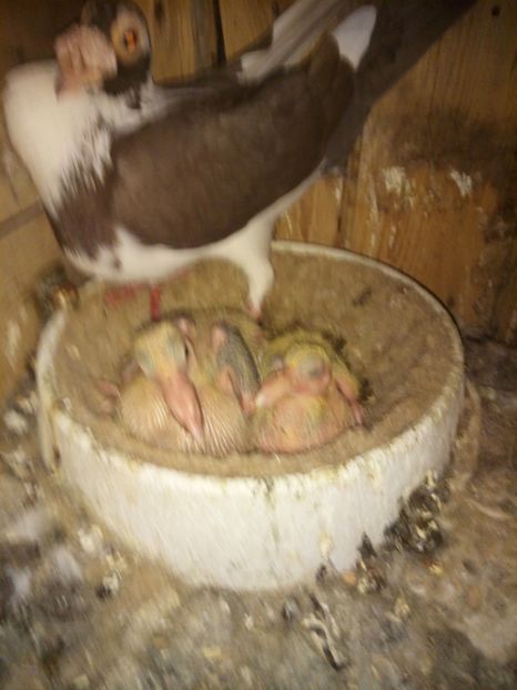  - 9 PIU DE Carieri 2018