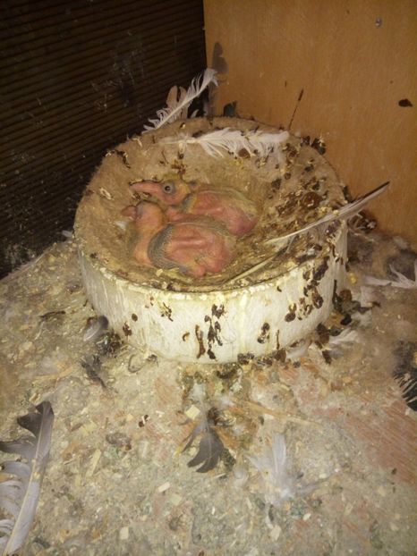  - 9 PIU DE Carieri 2018