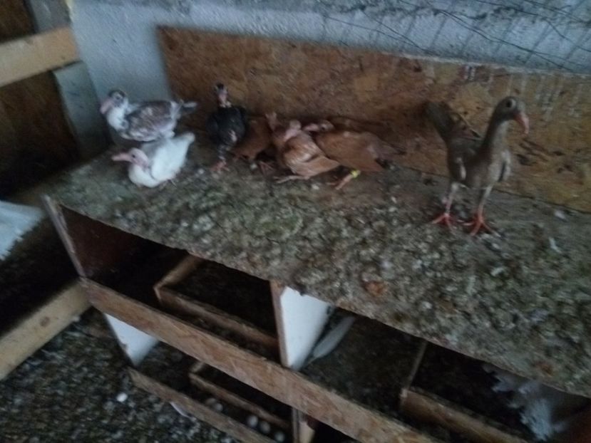  - 9 PIU DE Carieri 2018