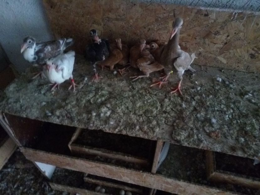  - 9 PIU DE Carieri 2018