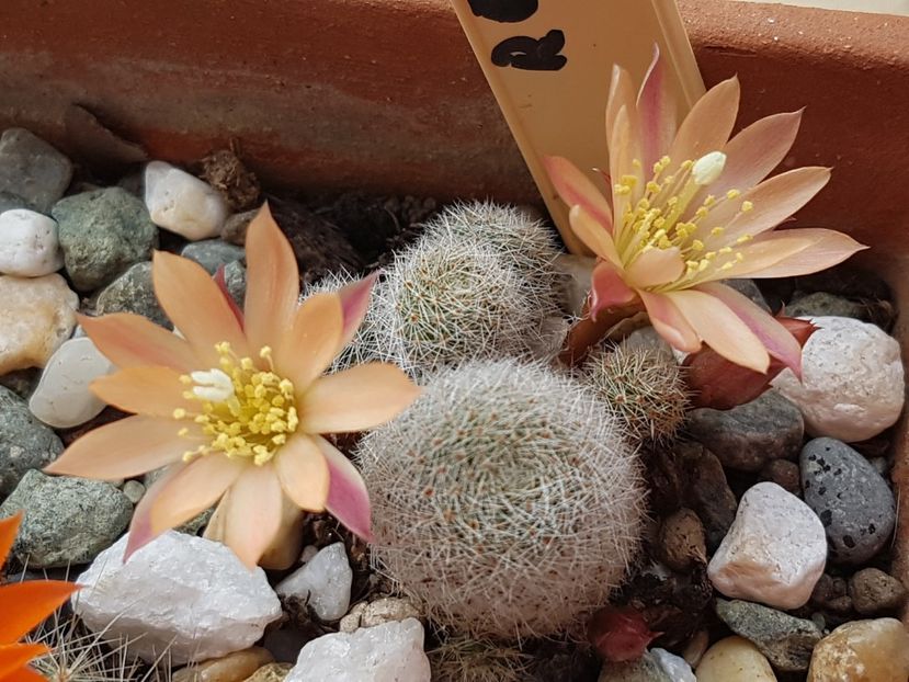 Rebutia heliosa sunrise - Cactusi si plante suculente 2017-2018-2019