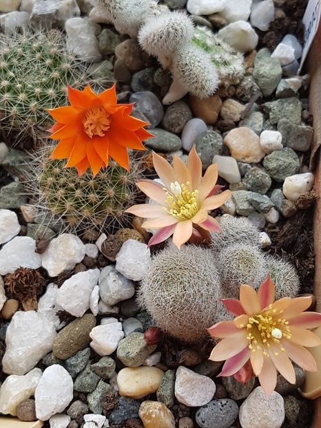  - Cactusi si plante suculente 2017-2018-2019