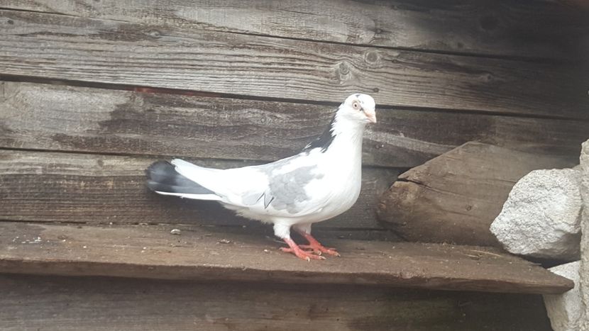 Neinelatul de 2017 - 4-Jucatori de Galati