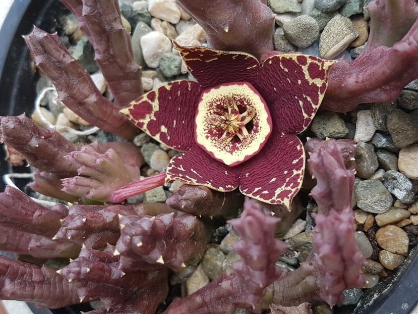 Orbea variegata nr 4 - Stapeliade 2018-2021-2022