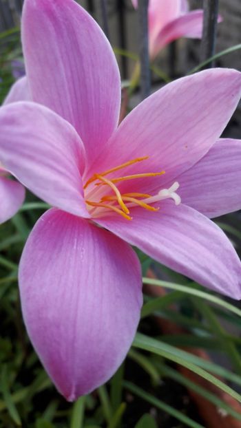  - Florile mele 2018