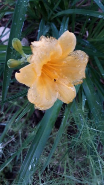  - Florile mele 2018