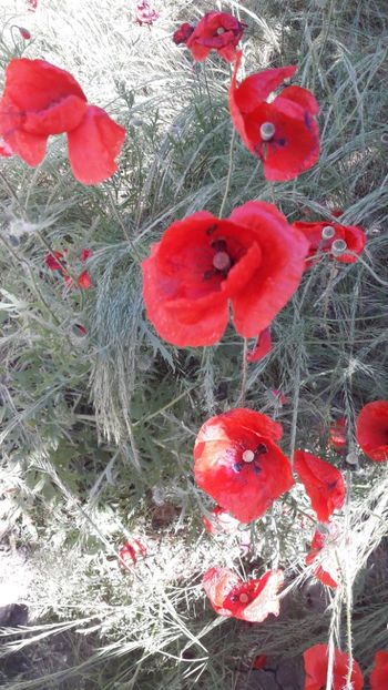 - Florile mele 2018