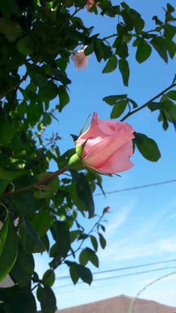  - Florile mele 2018