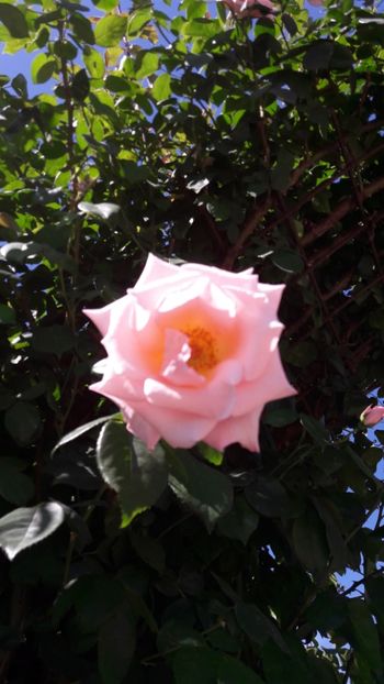 - Florile mele 2018