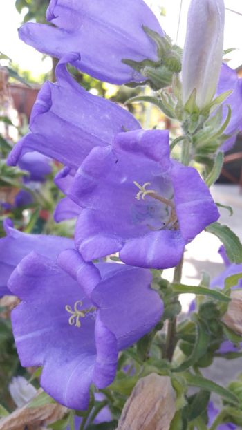  - Florile mele 2018