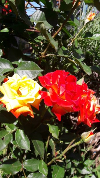  - Florile mele 2018