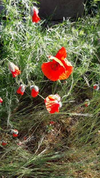  - Florile mele 2018