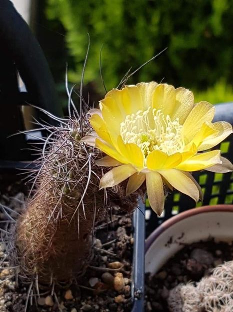 Lobivia - Cactusi si plante suculente 2017-2018-2019