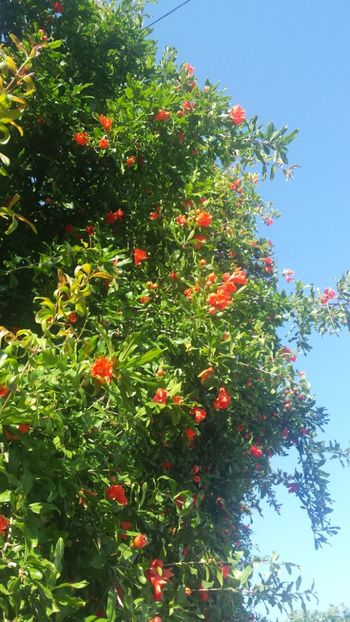  - Vara prin alte țări