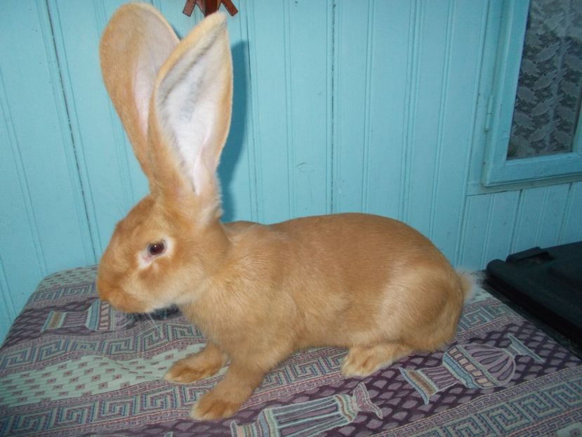 RO25-18272 - NR 4 MASCUL