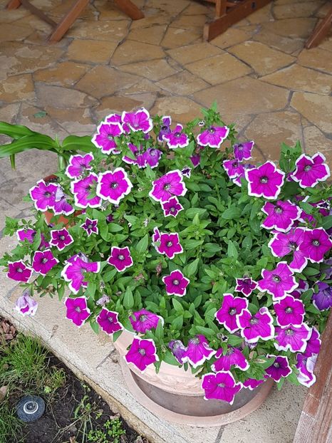 De pe terasa: Petunia parfumata - Iunie 2018