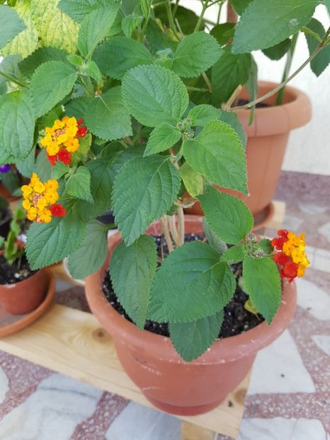 De pe terasa: Lantana rosu cu galben-primele flori in 2018 - Iunie 2018