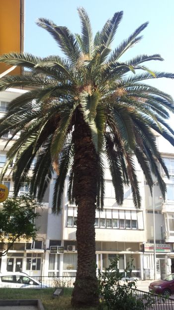  - Vara prin alte țări